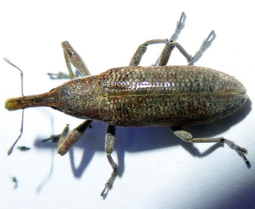 Lixus da identificare: Lixus (Dilixellus) pulverulentus